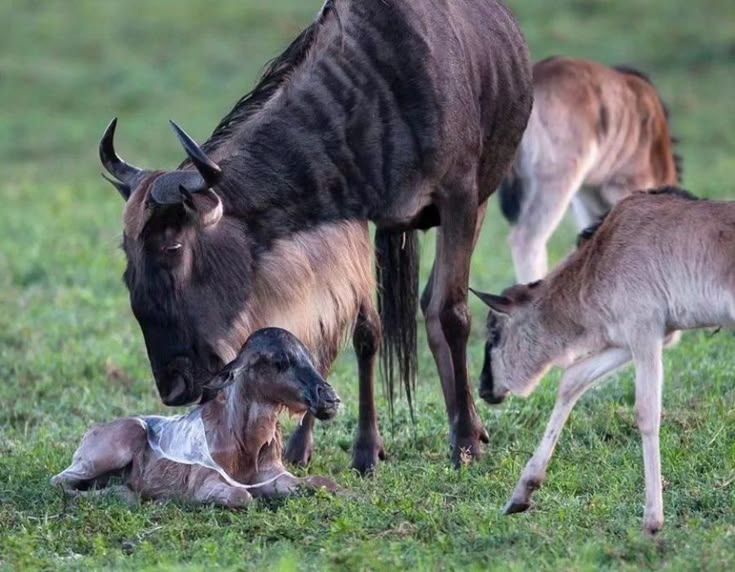 How many days you actually need in the Serengeti.