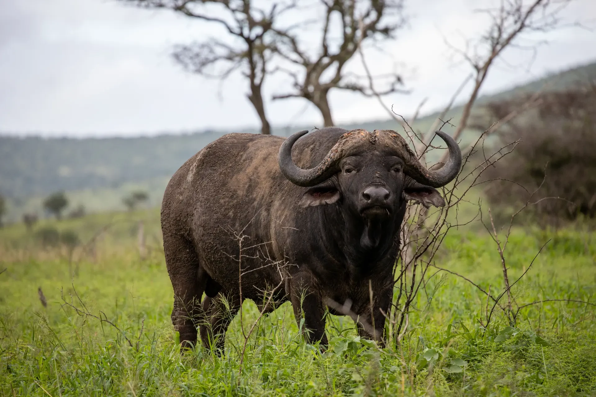 Cape buffalo, Ngorongoro