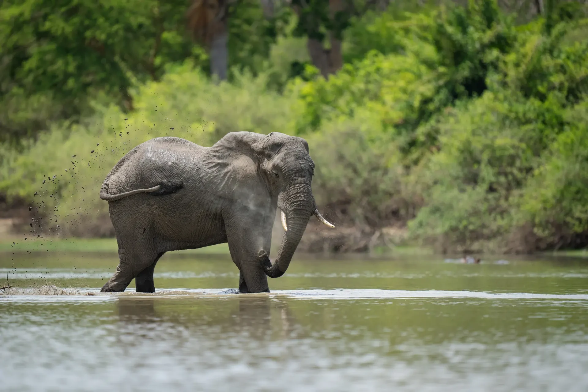 6 Days Northern Circuit Safari