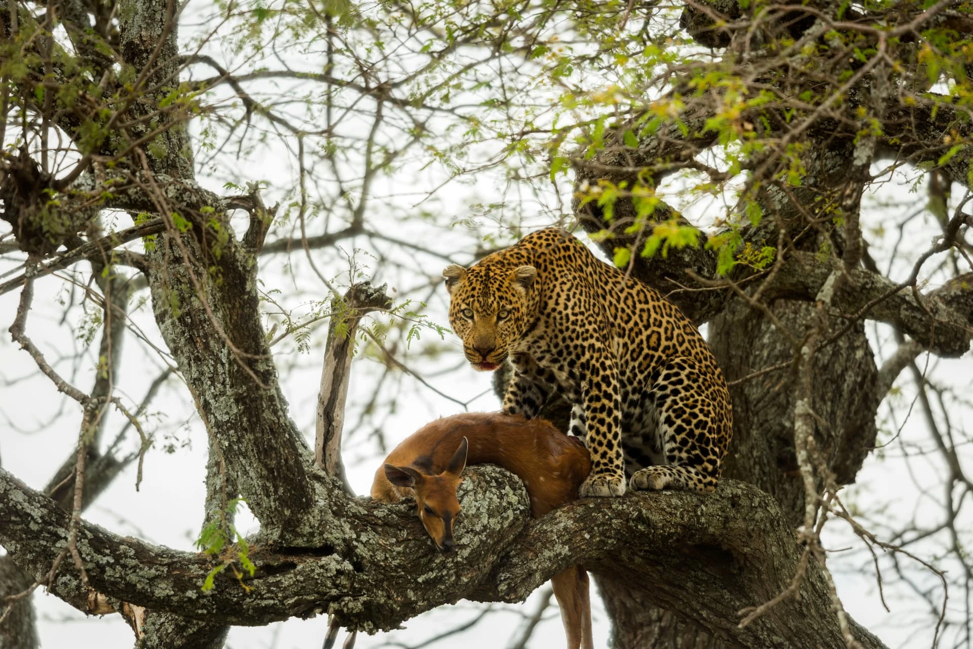4 Days Tanzania Safari