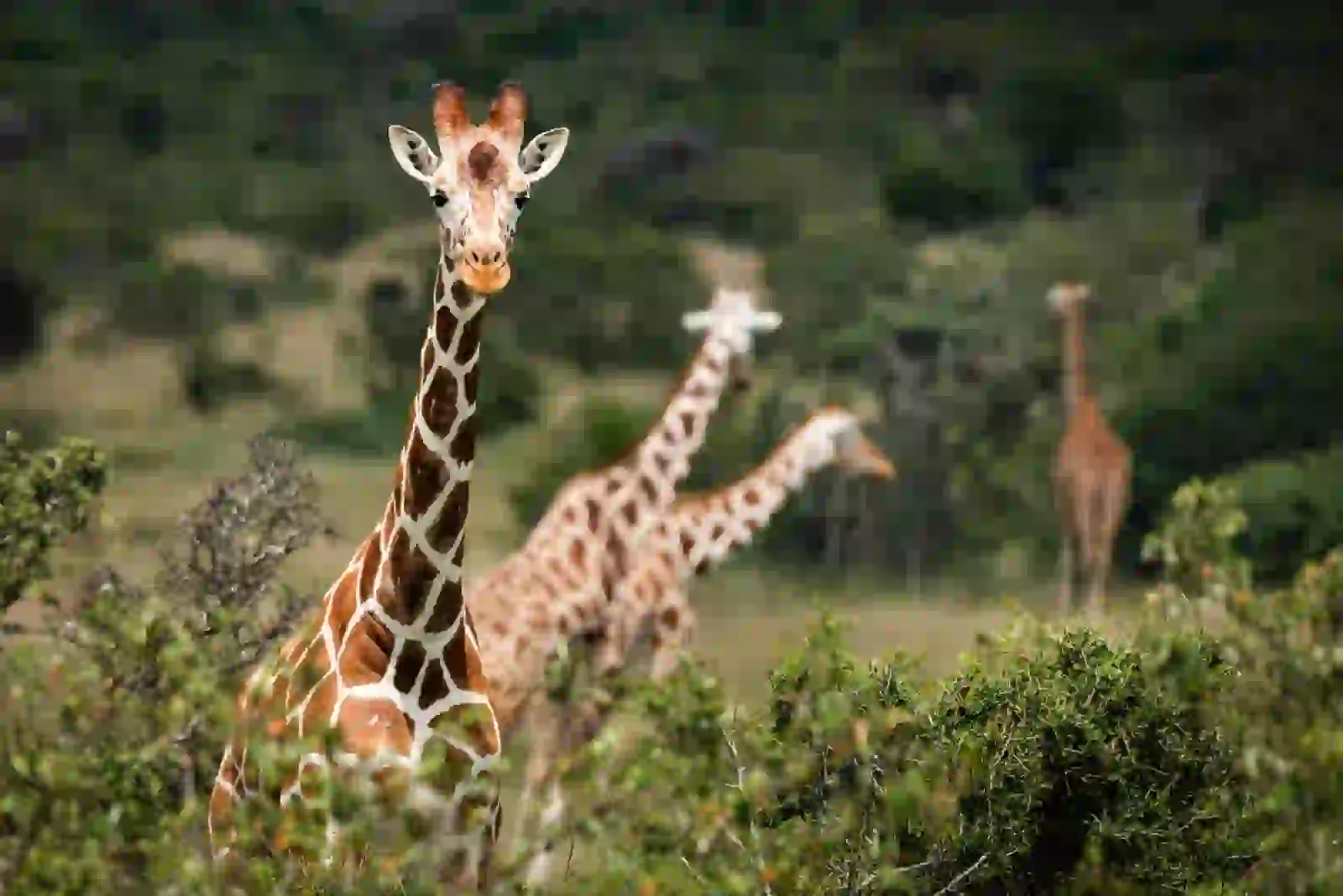 Kenya, Masai Mara · Amboseli · Diani