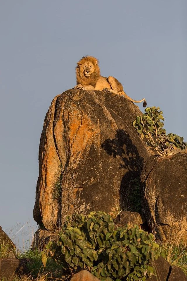 7 Days Northern Safari