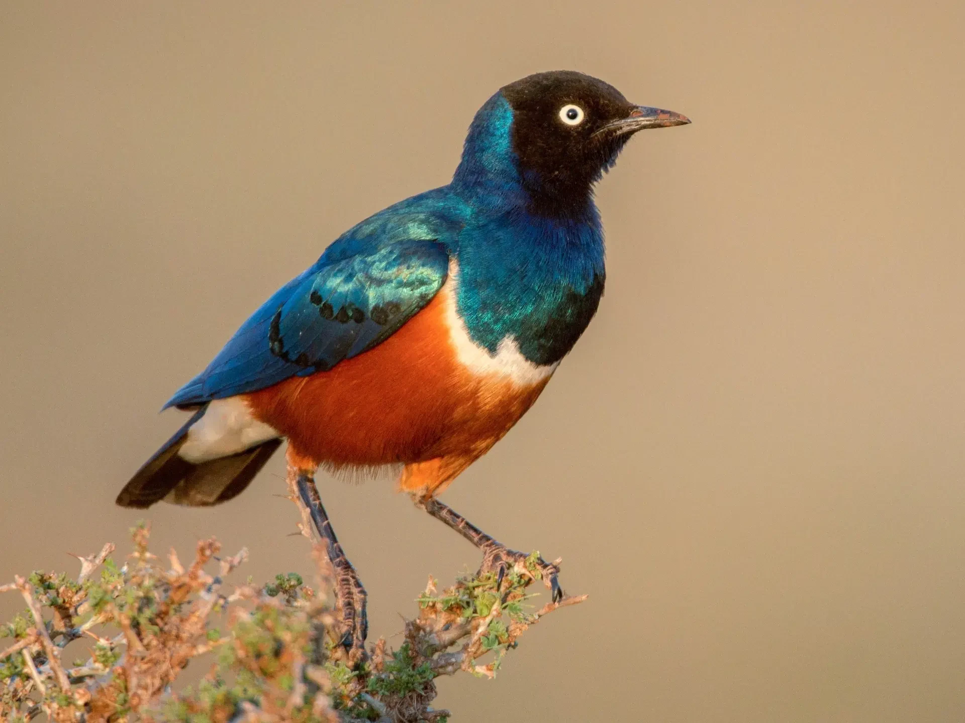 Superb starling in the acacia